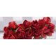 Paper decorative roses 10 mm, 12 pcs. DEKO293
