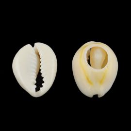 Natürliche Muschelschalenperlen für Halskettenschmuck Weiß-Gelb-Braun Größe 5x0 5 mm
