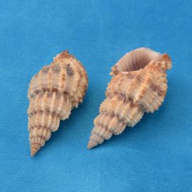 Natural spiral shell - pendants 4 pcs., 14-40x10-20x3-15 mm, 1 bag SH0061
