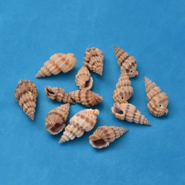 Dabīgais spirālveida apvalks - kuloni 4 gab., 14-40x10-20x3-15 mm, 1 maiss