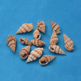 Natural spiral shell - pendants 4 pcs., 14-40x10-20x3-15 mm, 1 bag