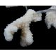 Natūralaus koralo šakelės AK0456
