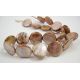 Shell helmest niit 20 mm PM0042