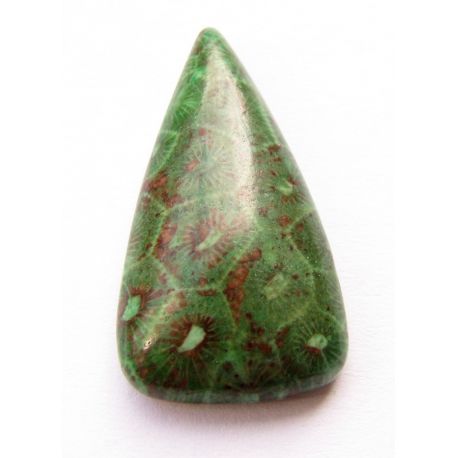 Coral fossils cabochon green color 28x15x6mm
